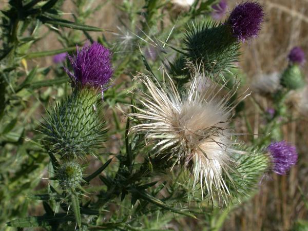 Thistle Blooms