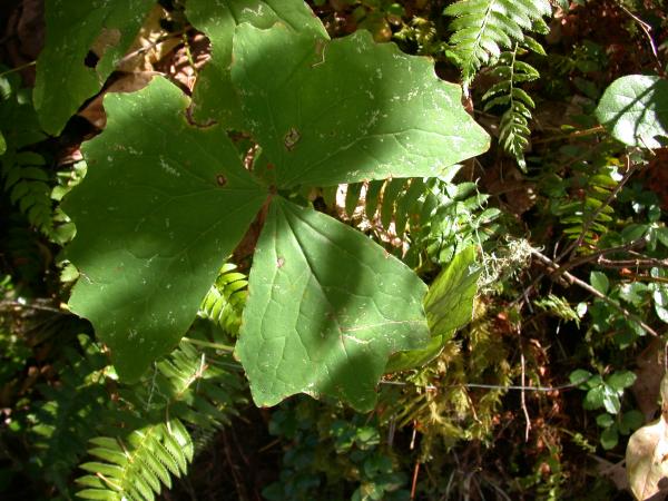 Vanilla Leaf <i>(Achlys triphyla)</i>
