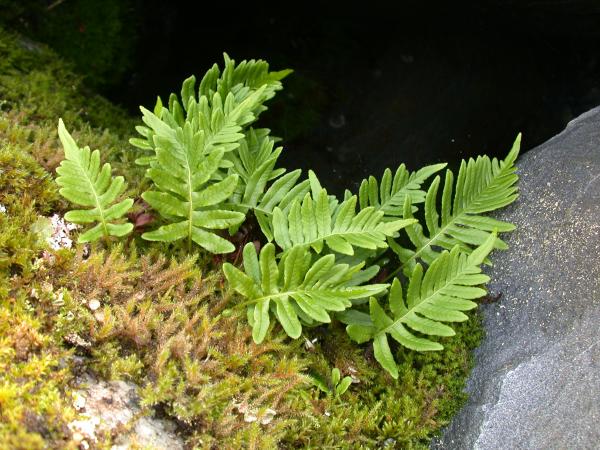 Licorice Ferns <i>(Polypodium glycyrrhiza)</i>