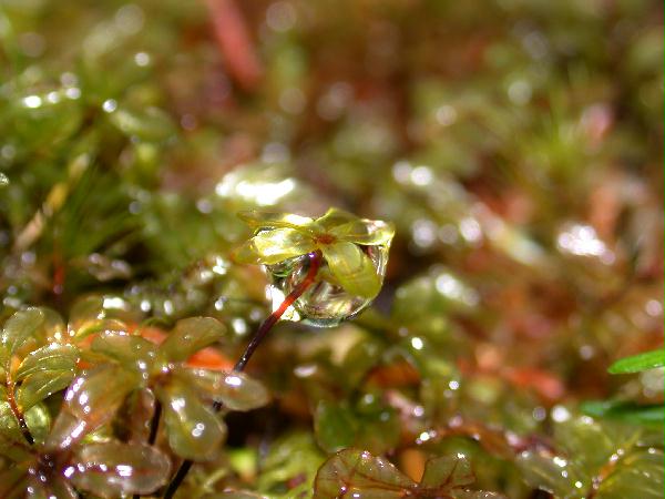 mossy droplet