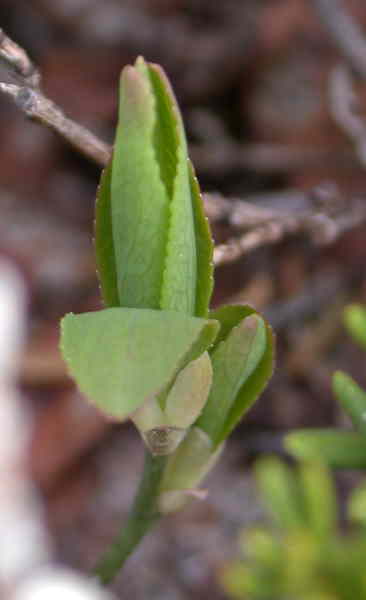 Leaves Opening