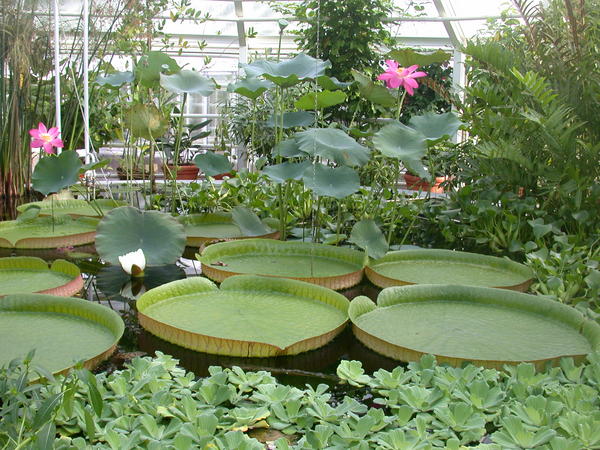 Large Water Plants