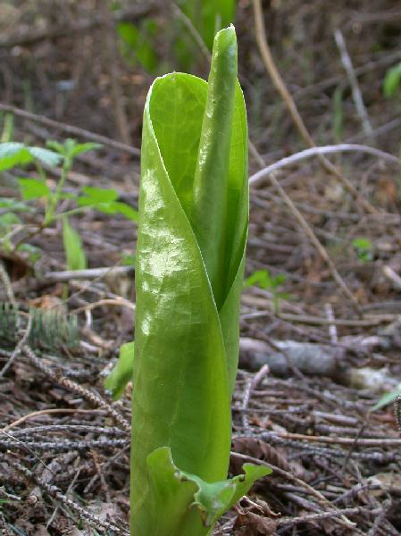 Wrapped Skunk Cabbage <i>(Lysichiton americanum)</i>