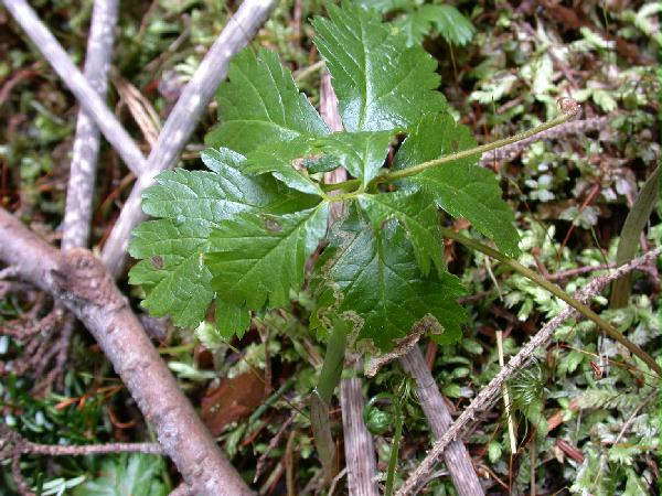 Large Five Leaf Bramble <i>(Rubus pedatus)</i>