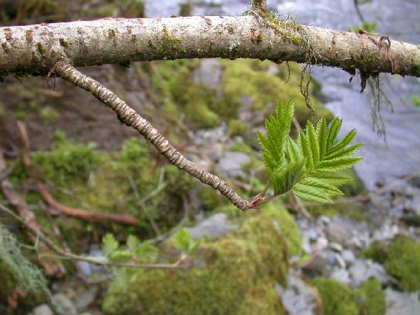 Young Mountain Ash Leaves <i>(Sorubus sitchensis)</i>