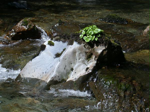 Saxifrage in the River