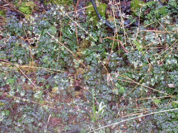 Fernleaf Goldthread <i>(Coptis asplenifolia)</i>
