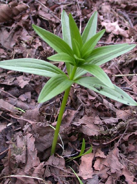Chocolate Lily <i>(Fritillaria camschatcensis)</i>