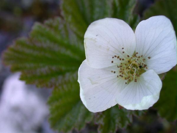 Cloudberry Male Flower ? <i>(Rubus chamaemorus)</i>