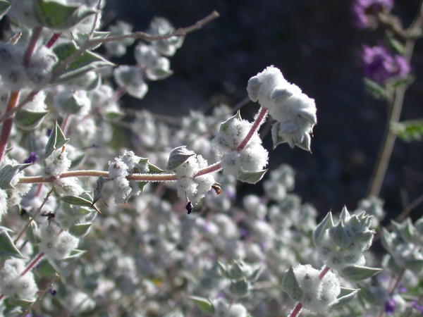 Death Valley Sage <i>(Salvia funerea)</i>