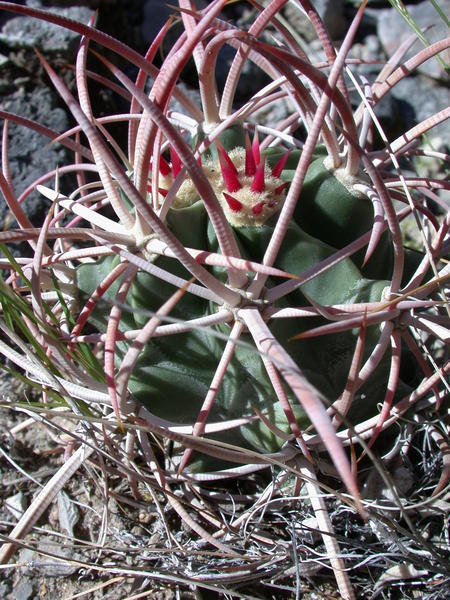 Cotton-Top Cactus <i>(Echinocactus polycephalus)</i>
