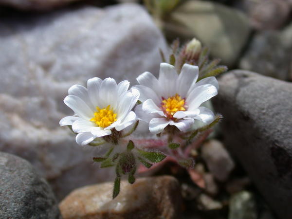 Unidentified White Flower