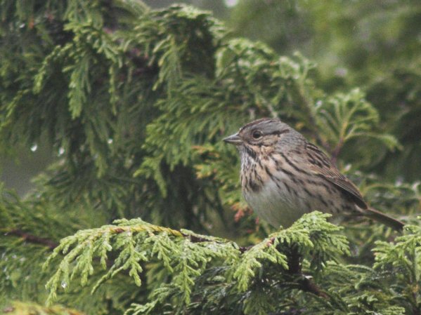 Lincoln's Sparrow --(Melospiza lincolnii) (66469 bytes)