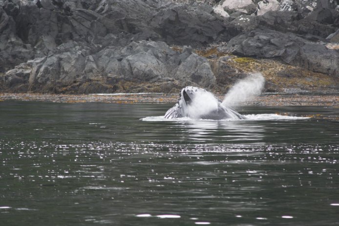 Humpback Whale --(Megaptera novaeangliae) (79306 bytes)