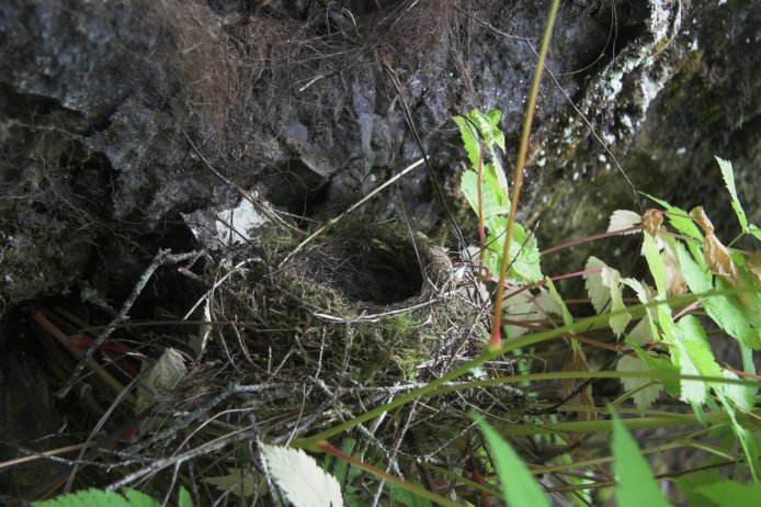 Hermit Thrush Nest --(Catharus guttatus) (100772 bytes)