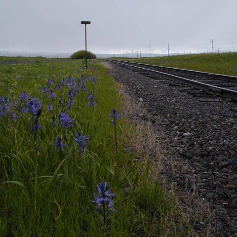 Camas Bloom Beside Railroad Tracks (45420 bytes)