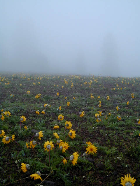 Wildflowers in the Fog (53430 bytes)