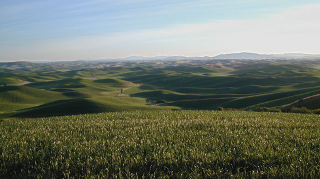 Palouse Fields from Steptoe Butte (68252 bytes)