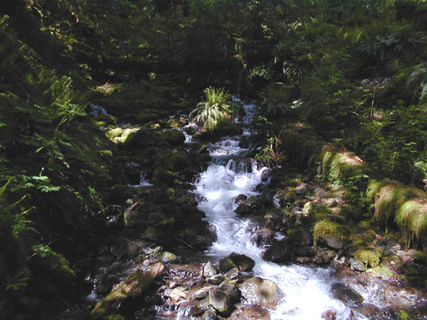 Creek Along the Hoh River Trail (61298 bytes)