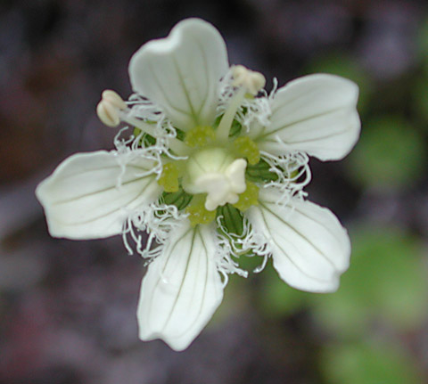 Fringed Grass-of-Parnassus (Parnassia fimbriata)