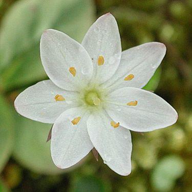 Northern Starflower (Trientalis arctica) (38488 bytes)