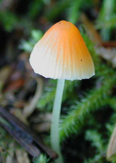 Orange Mushroom (23291 bytes)