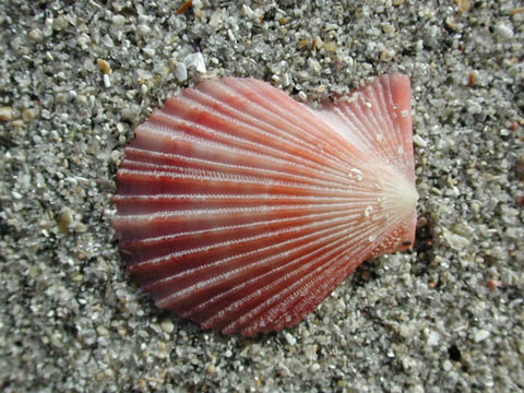 Sand and Sea Shell on the Sea Shore (54177 bytes)