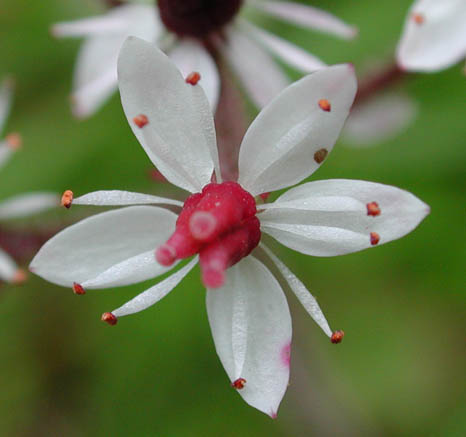 Alaska Saxifrage Flower (22001 bytes)