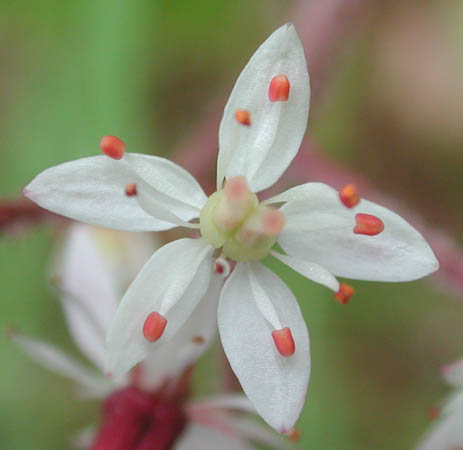 Alaska Saxifrage Flower (19107 bytes)