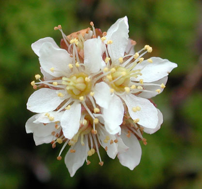 Partridgefoot Flowers (34483 bytes)