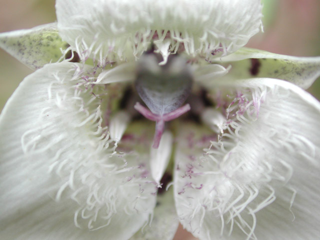 Mariposa Lily Closeup (59230 bytes)