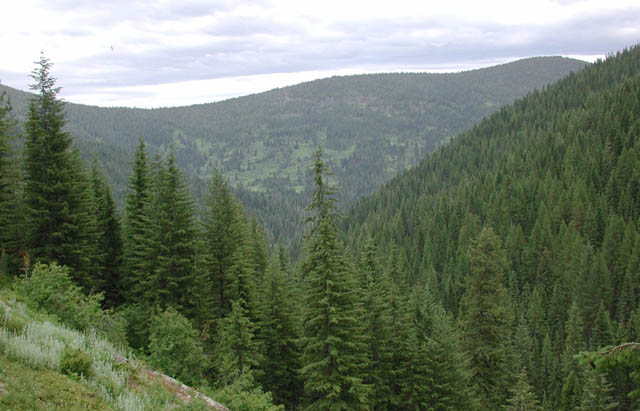 Clearwater Mountains Near 47N 116W (50309 bytes)