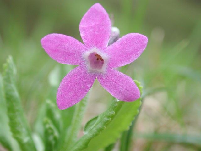 Unknown Pink Flower (40986 bytes)