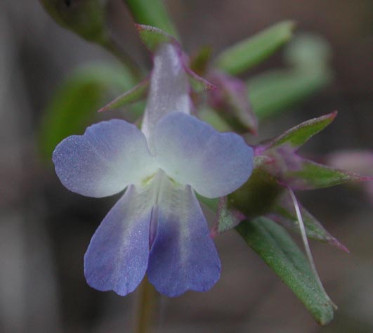 Small-Flowered Blue-Eyed Mary  <i>Collinsia parviflora</i> (39295 bytes)