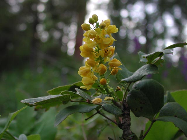 Oregon-Grape <i>Mahonia aquifolium</i> (56816 bytes)