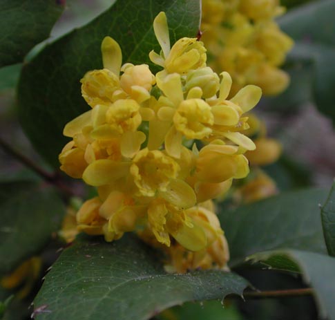 Oregon-Grape --Mahonia aquifolium (46248 bytes)