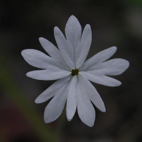 Woodland Star --Lithophragma parviflorum(?) (33665 bytes)