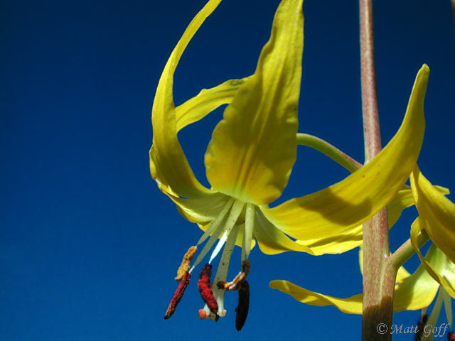 Yellow Glacier Lily --Erythronium grandiflorum (45281 bytes)