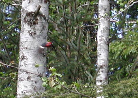 Woodpecker in Flight (63808 bytes)
