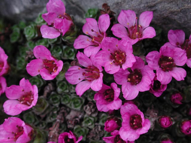 Purple Mountain Saxifrage --Saxifraga oppositifolia  (78043 bytes)