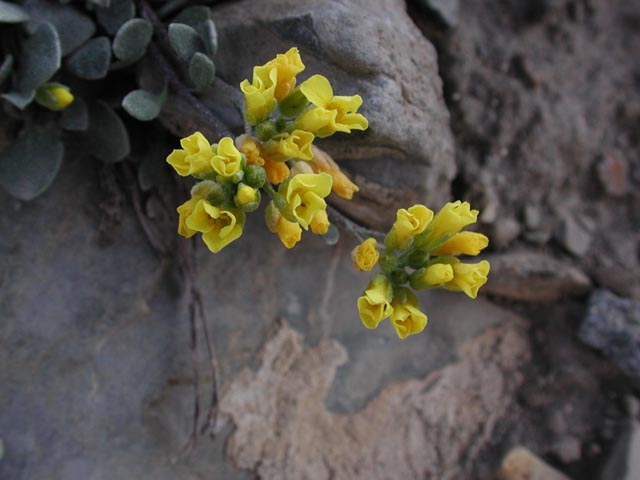 Unidentified Yellow Flower (56696 bytes)