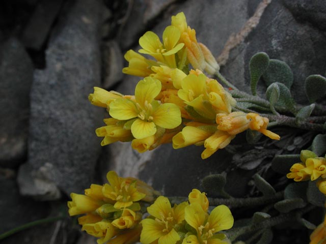 Open Yellow Flowers (59384 bytes)