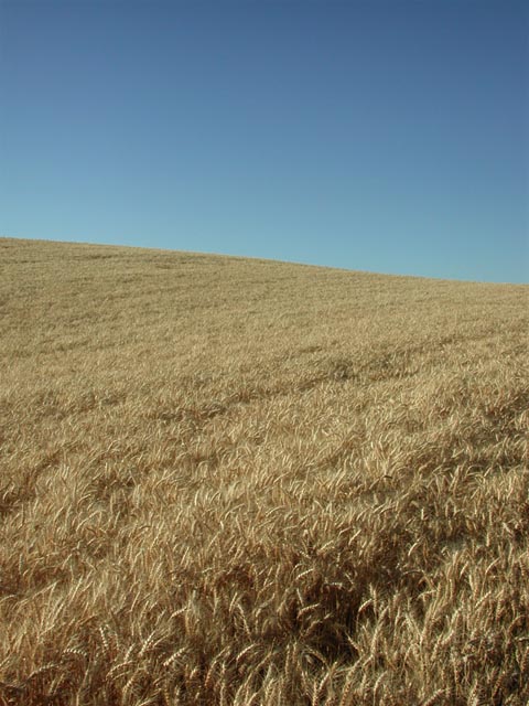 Barbee Road Wheat Field (88719 bytes)