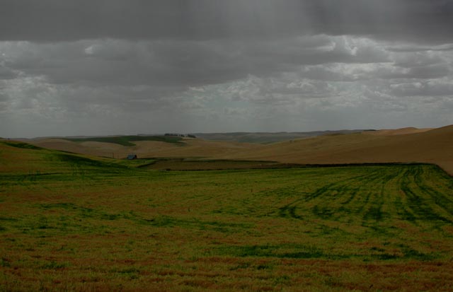View Across a Pea Field Along Abbott Road (47554 bytes)