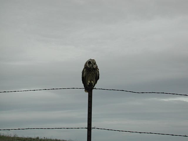 Owl on a Fencepost (16926 bytes)