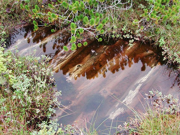 Aligned Wood in a Muskeg Puddle (97981 bytes)