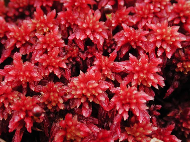 Red Sphagnum Moss --(Sphagnum sp.) (79182 bytes)