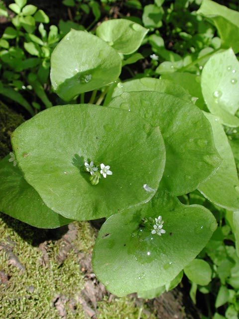 Miner's Lettuce --(Claytonia perfoliata) (59509 bytes)