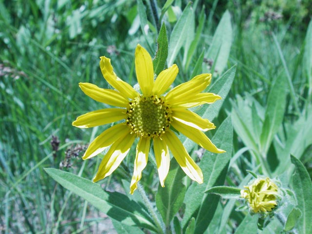 Unidentified Yellow Flower  (60358 bytes)