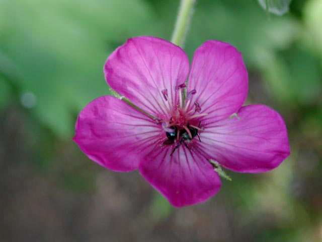 Geranium and Insect (27539 bytes)